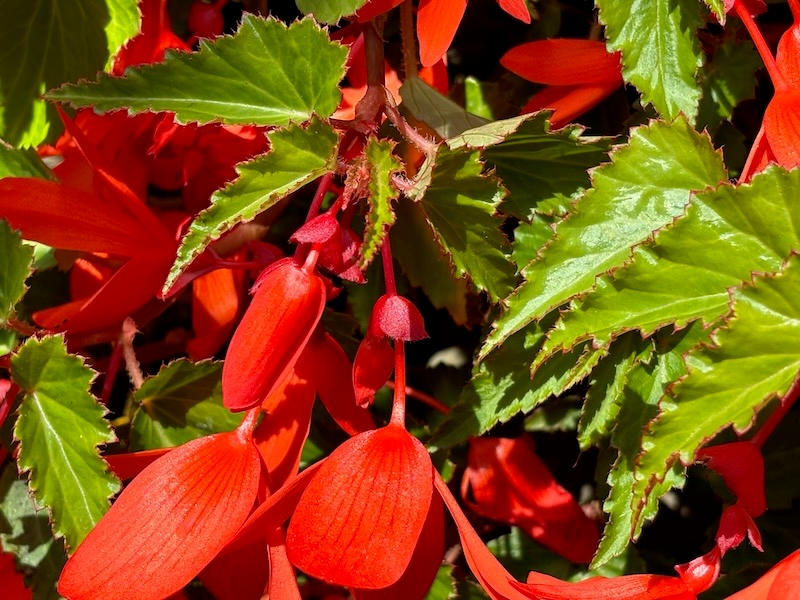 Begonia-boliviensis-Santa-Cruz | Online Flower Garden Begonia boliviensis ‘Santa Cruz’