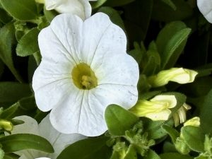 Calibrachoa 'Superbells® White'