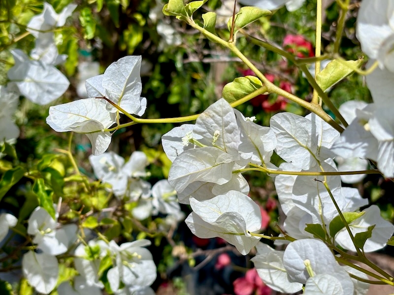 Bougainvillea 'Mary Palmer's Enchantment'