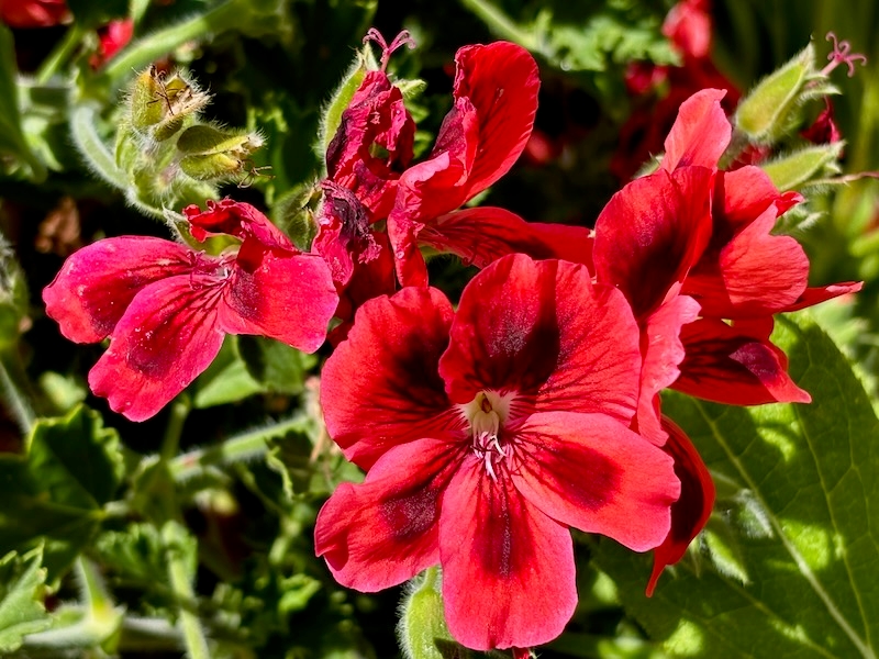 Pelargonium 'Jack of Hearts'