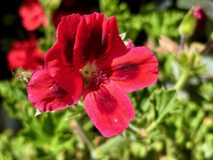 Pelargonium 'Jack of Hearts'