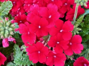 Verbena 'Temari® Trailing Red' | Online Flower Garden