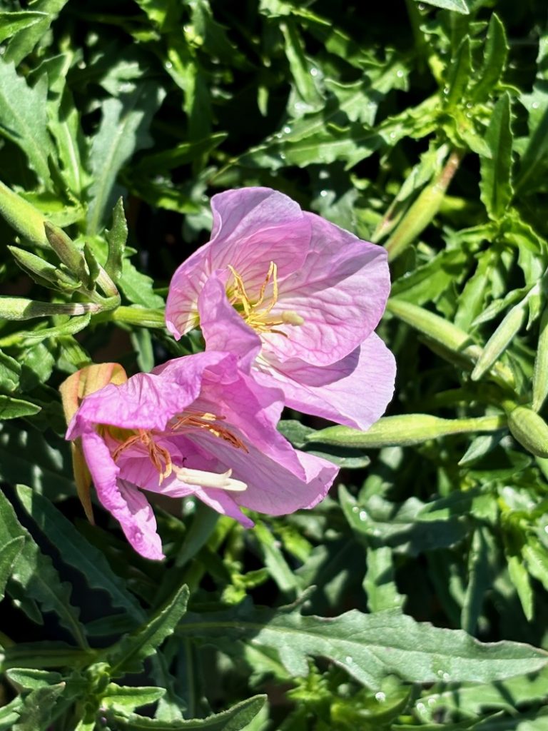 Oenothera-berlandieri-Siskiyou | Online Flower Garden Oenothera berlandieri 'Siskiyou'