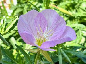 Oenothera berlandieri 'Siskiyou'