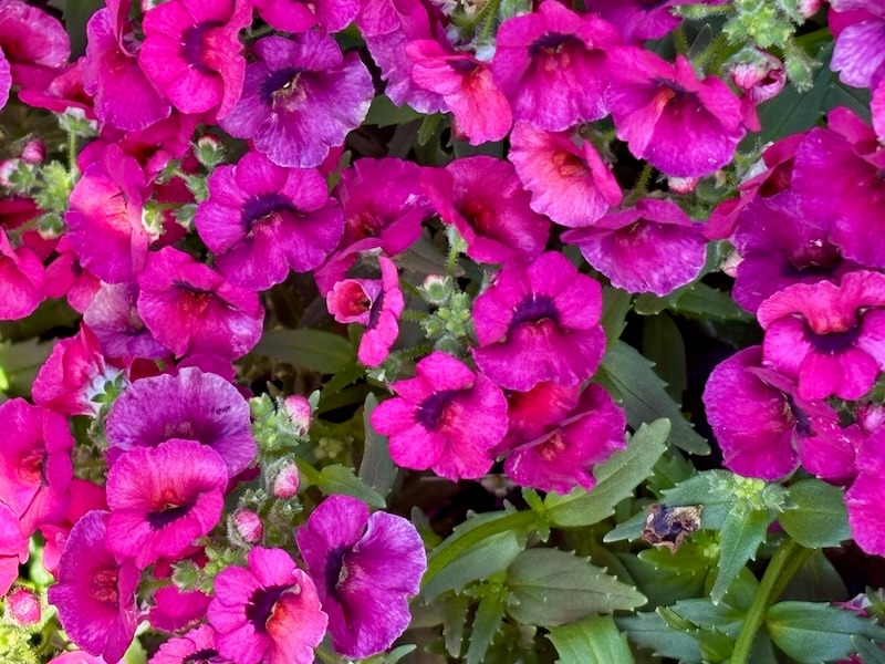 Nemesia 'Nesia™ Magenta'