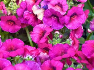 Nemesia 'Nesia™ Magenta'