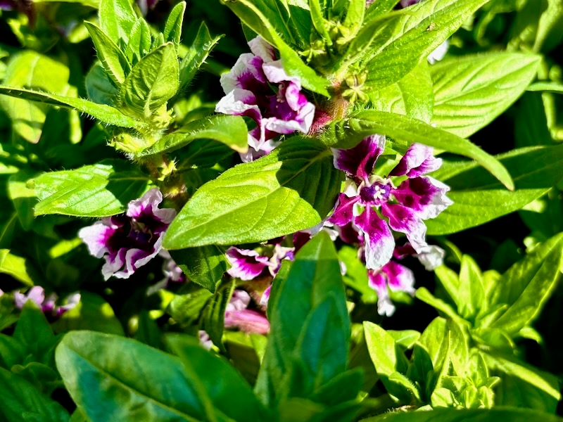 Cuphea-Sweet-Talk-Lavender-Splash | Online Flower Garden Cuphea 'Sweet Talk™ Lavender Splash'