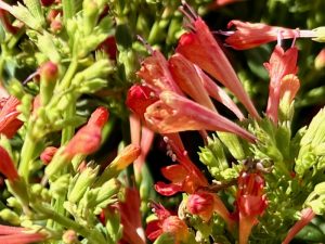 Agastache 'Kudos™ Red'