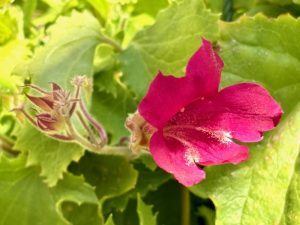 Lophospermum 'Lofos® Compact Rose'