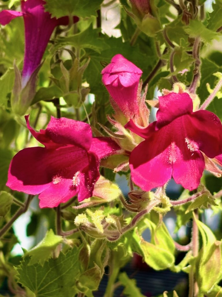 Lophospermum 'Lofos® Compact Rose'