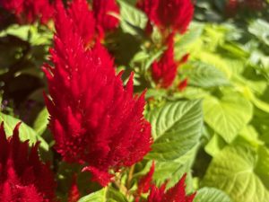 Celosia plumosa ‘Glorious Red’ | Online Flower Garden