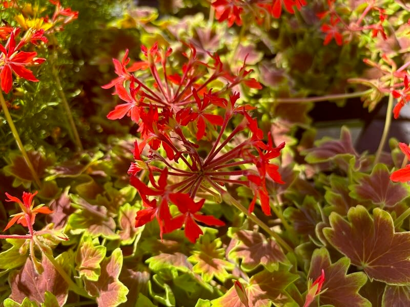 Pelargonium-hortorum-Brocade-Vancouver-Centennial | Online Flower Garden Pelargonium hortorum Brocade ‘Vancouver Centennial’