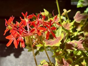 Pelargonium hortorum Brocade ‘Vancouver Centennial’