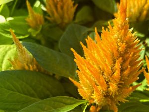 Celosia plumosa 'Glorious Yellow'