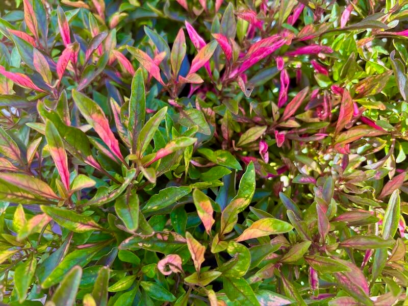 Alternanthera-Red-Carpet | Online Flower Garden Alternanthera ‘Red Carpet’