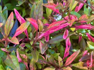 Alternanthera ‘Red Carpet’ | Online Flower Garden