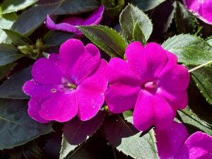 SunPatiens® Compact Lilac
