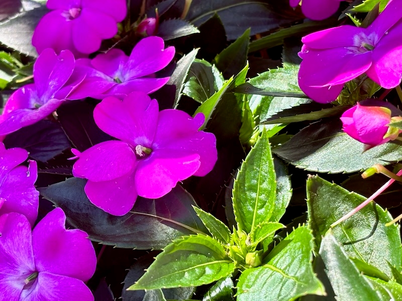 SunPatiens® Compact Lilac