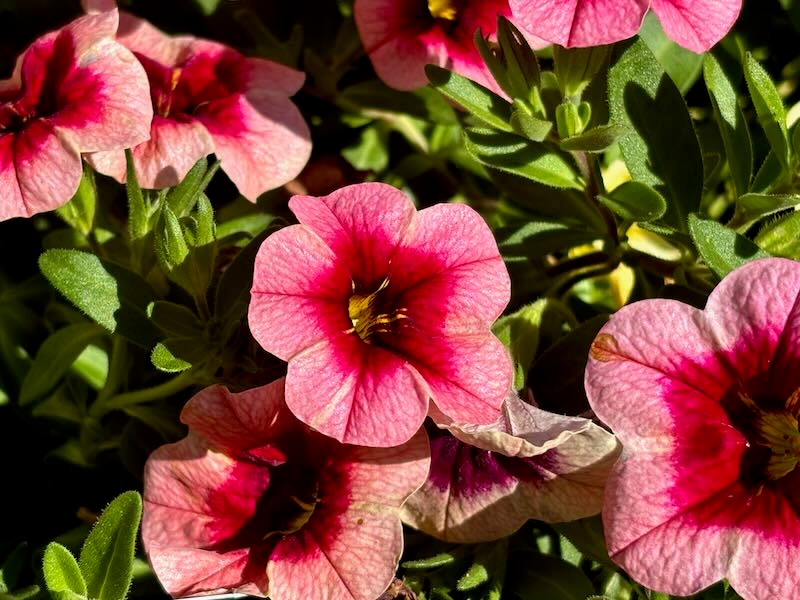 Calibrachoa-Eyeconic-Strawberry | Online Flower Garden Calibrachoa 'Eyeconic™ Strawberry'