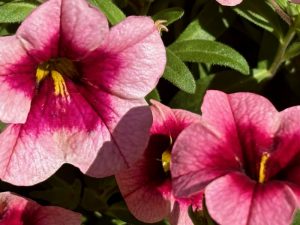 Calibrachoa 'Eyeconic™ Strawberry'