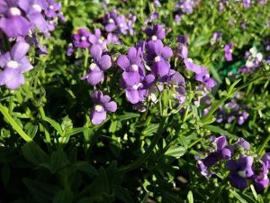 Nemesia 'Bluebird' | Online Flower Garden