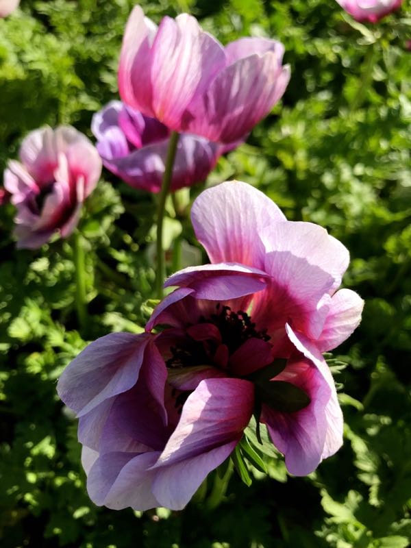Anemone coronaria, 'Mona Lisa® Wine White Bicolor'