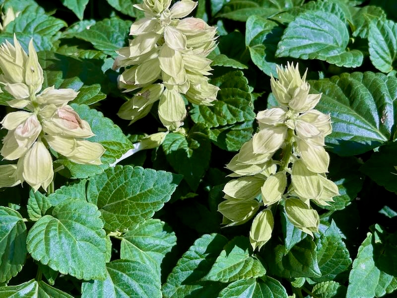 Salvia ‘Vista™ White’