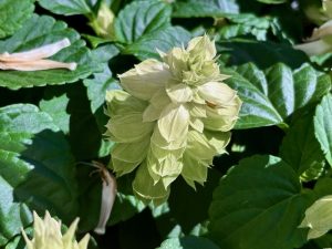 Salvia ‘Vista™ White’ | Online Flower Garden
