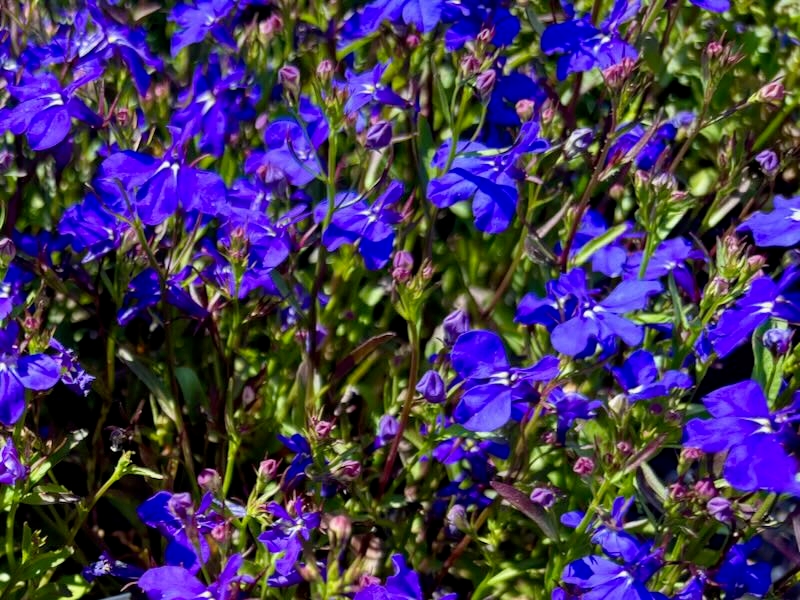 Lobelia ‘Regatta Midnight Blue’