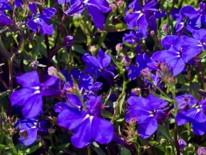 Lobelia ‘Regatta Midnight Blue’