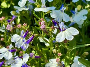 Lobelia 'Riviera Blue Splash'