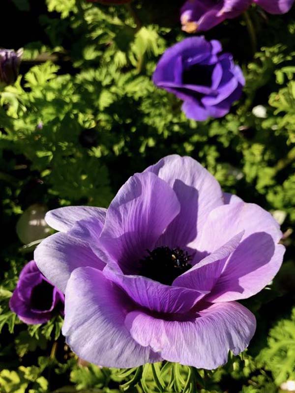 Anemone coronaria 'Mona Lisa Deep Blue'