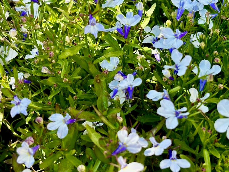 Lobelia-Riviera-Blue-Splash | Online Flower Garden Lobelia 'Riviera Blue Splash'