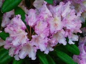 Rhododendron 'Caroline Allbrook' | Online Flower Garden