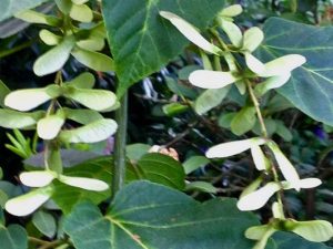 Acer davidii | Online Flower Garden