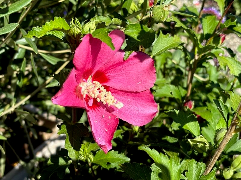 Hibiscus 'Chateau® de Chambord'