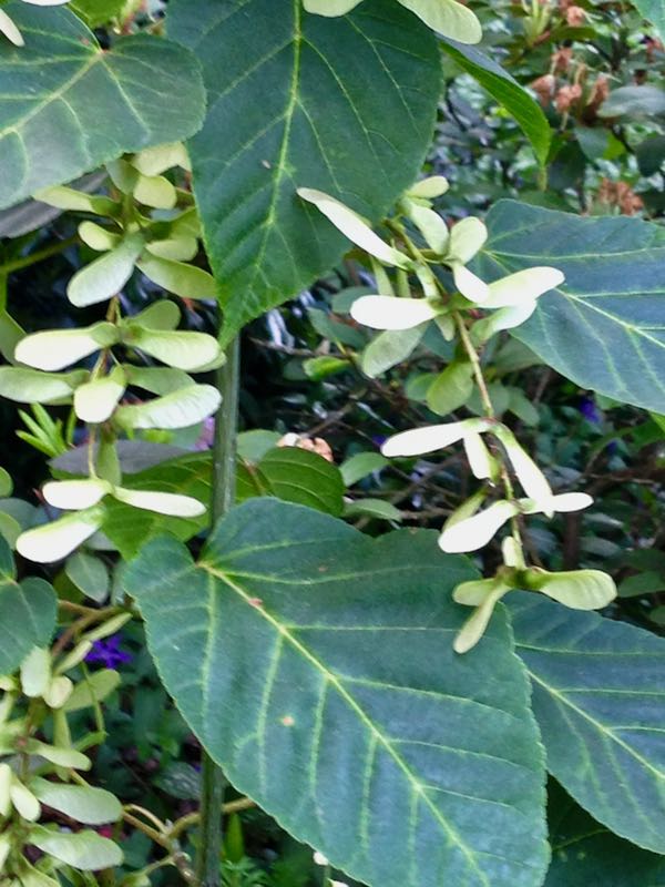 Sapindaceae Acer davidii