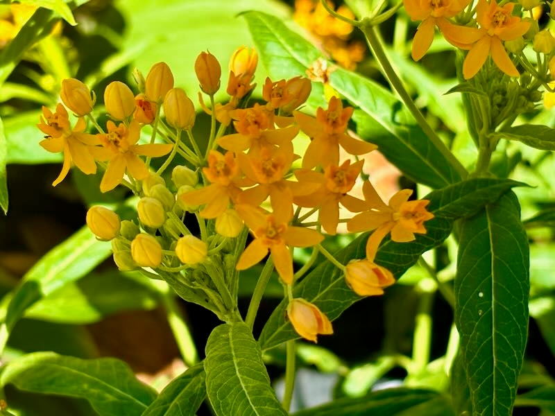 Asclepias-Silky-Gold | Online Flower Garden Asclepias 'Silky Gold'