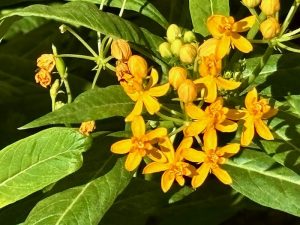 Asclepias 'Silky Gold' | Online Flower Garden