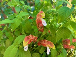 Justicia brandegeeana, beloperone | Online Flower Garden