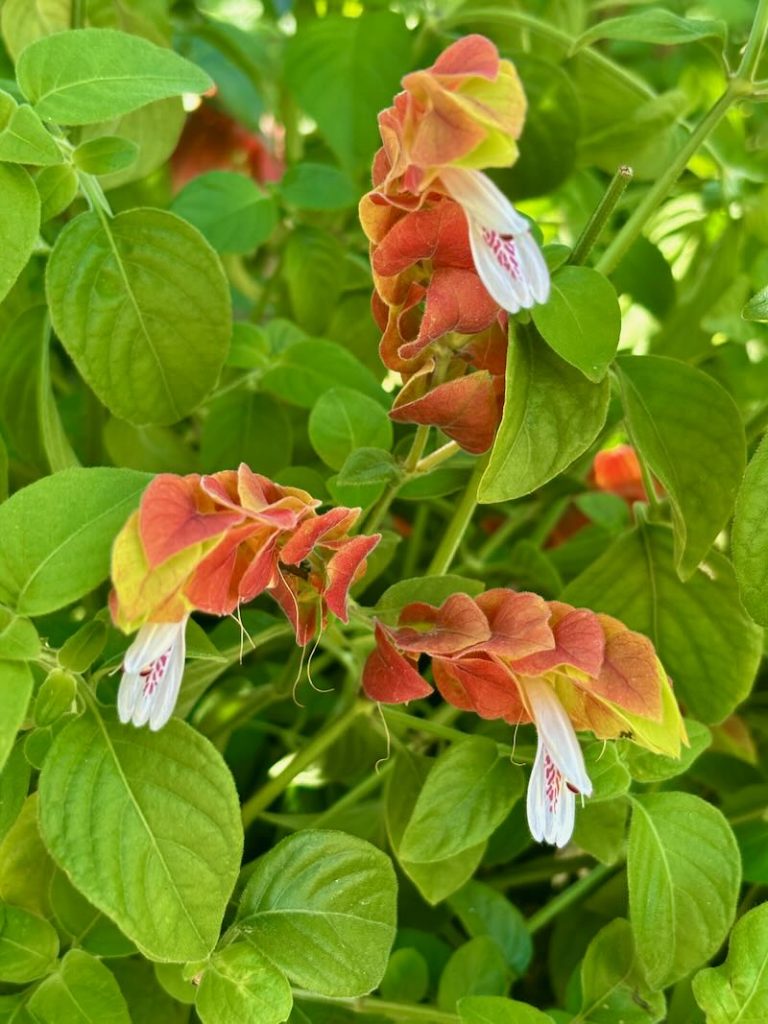 Justicia-brandegeeana | Online Flower Garden Justicia brandegeeana, beloperone guttata