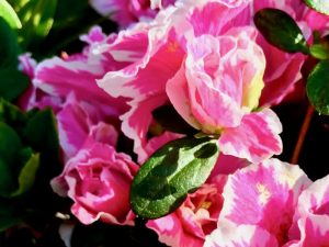Azalea ‘Pink Lace’