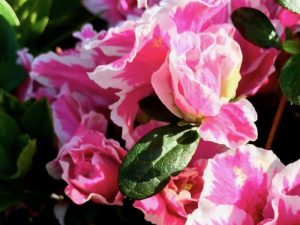 Azalea 'Inga' | Online Flower Garden