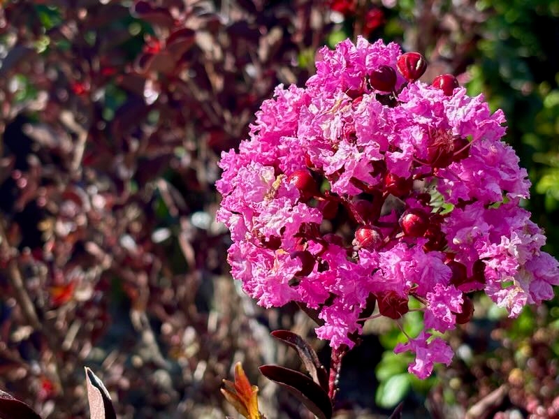 Lagerstroemia 'Delta Fuchsia™'