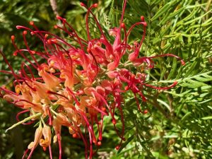 Grevillea ‘Superb’ | Online Flower Garden