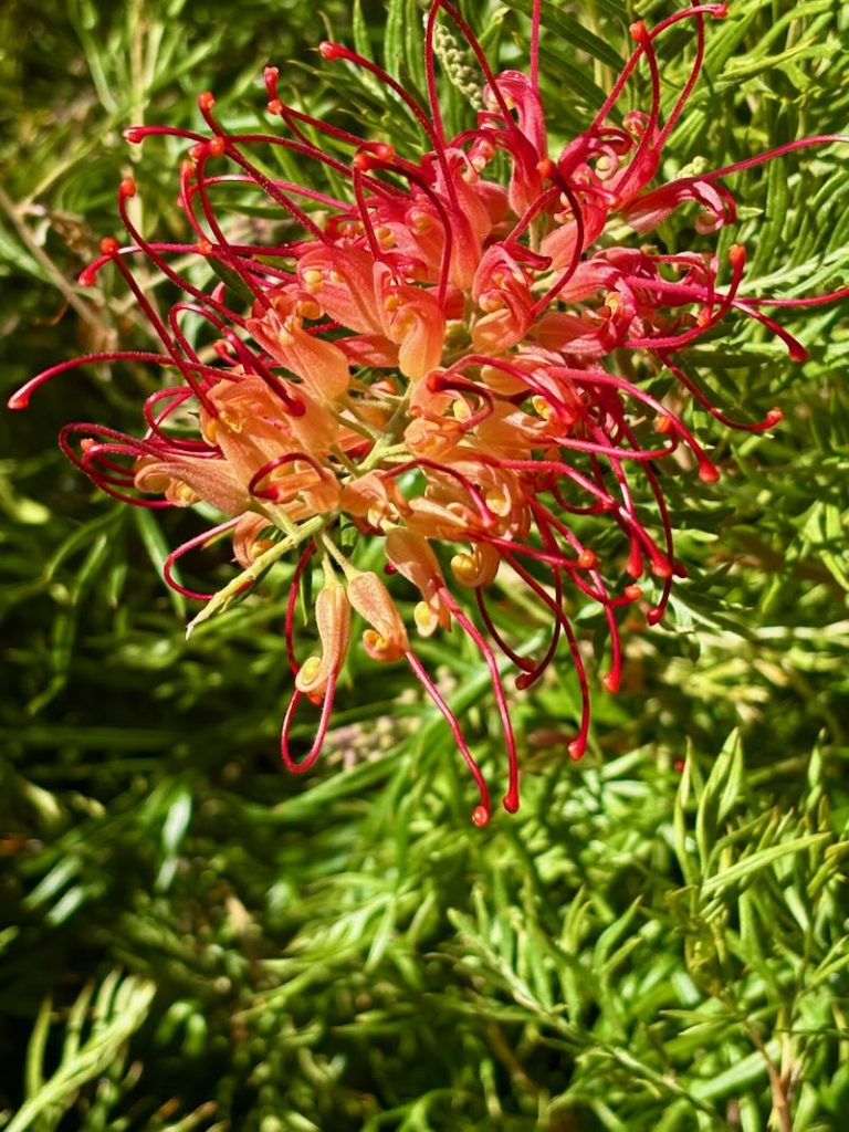 Grevillea ‘Superb’
