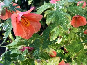 Abutilon pictum 'Thompsonii' | Online Flower Garden