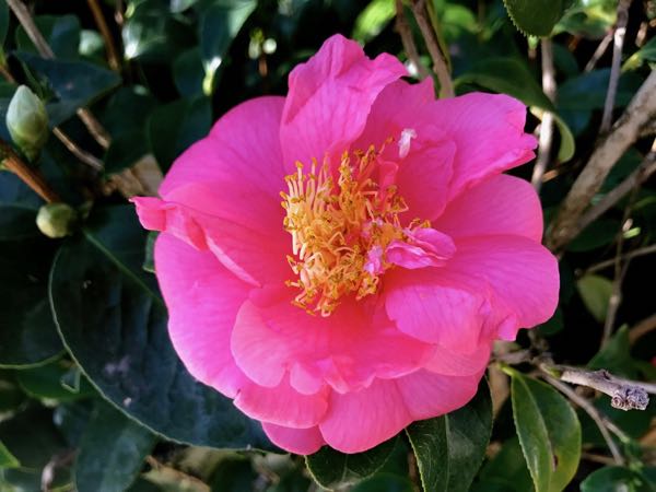 Theaceae Camellia japonica 'Kumasaka'