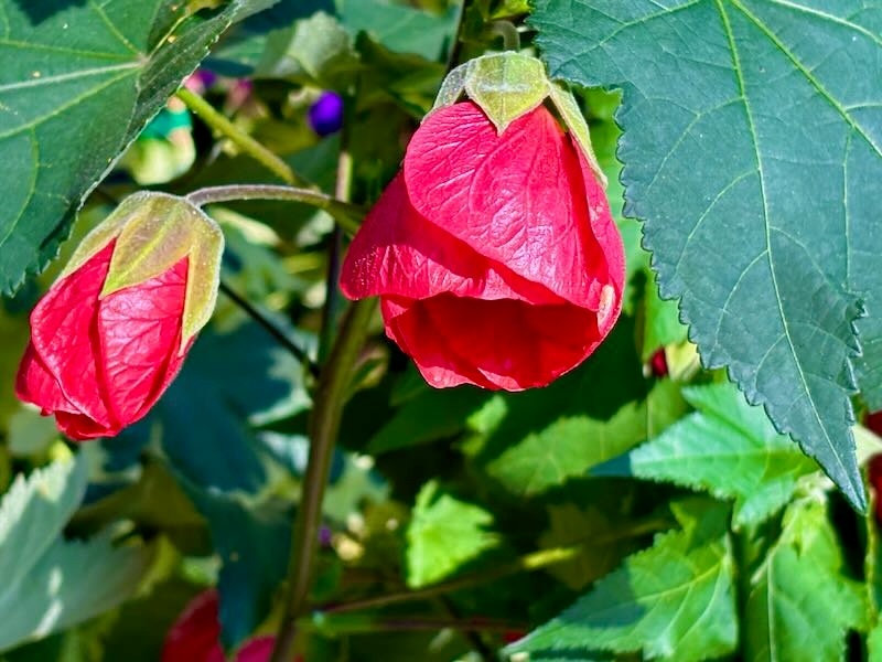 Cardinal, Abutilon hybridum 'Cardinal'