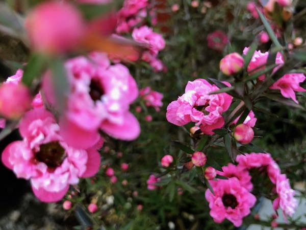 Leptospermum-scoparium-Gaiety-Girl-4307 | Online Flower Garden Leptospermum scoparium 'Gaiety Girl'